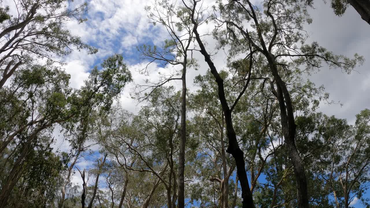 los árboles se balancean suavemente bajo un cielo nublado