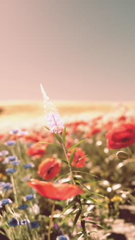 beautiful wildflower field with poppies