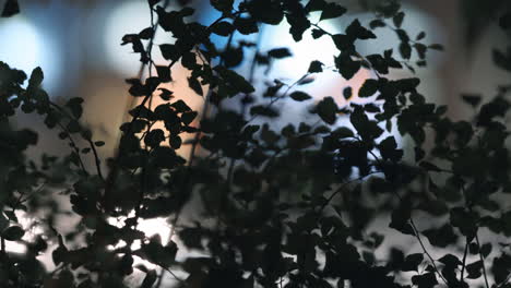 Light-from-the-headlights-through-the-foliage