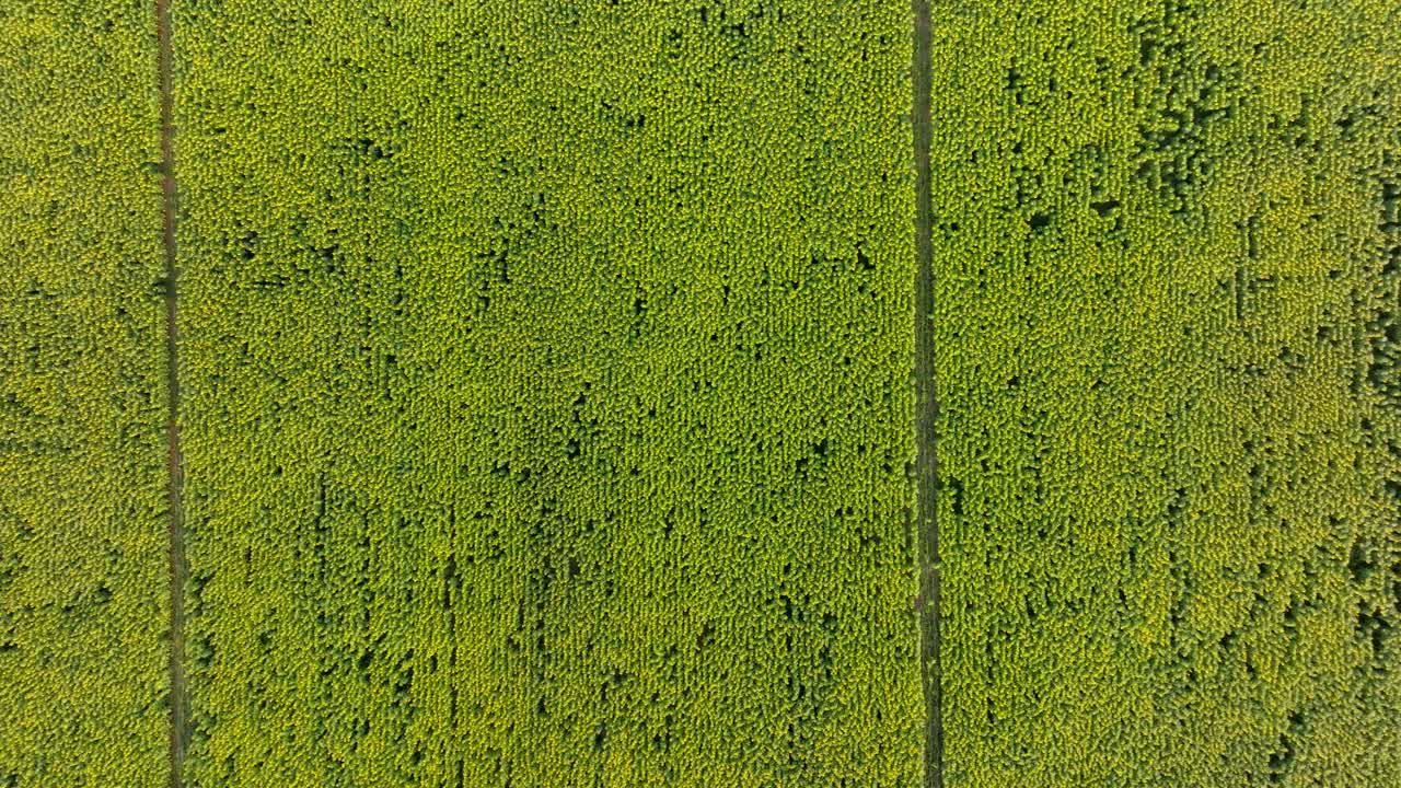 sumergirse en un campo de girasoles, toma aérea cinematográfica de arriba hacia abajo, dordogne, francia