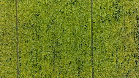 Eintauchen-In-Ein-Sonnenblumenfeld,-Filmische-Luftaufnahme-Von-Oben-Nach-Unten,-Dordogne,-Frankreich