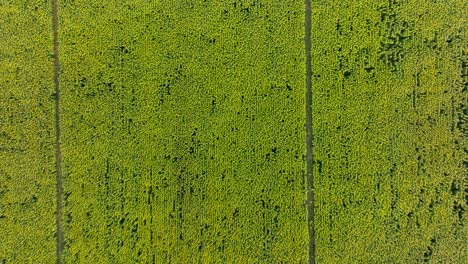 Diving into a sunflower field, cinematic aerial shot top to down, Dordogne, France