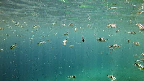 Schöne-Schwärme-Von-Scissortail-Sergeant-Riffbarschen,-Die-Unter-Wasser-Schwimmen---Mittlerer-Schuss