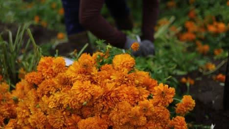 farmer preparing bouquets of marigold flowers