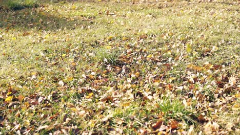 grass-among-fallen-leaves-sways-in-wind-on-sunny-day
