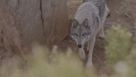 Lobo-En-Cámara-Lenta-Siguiendo-Un-Olor