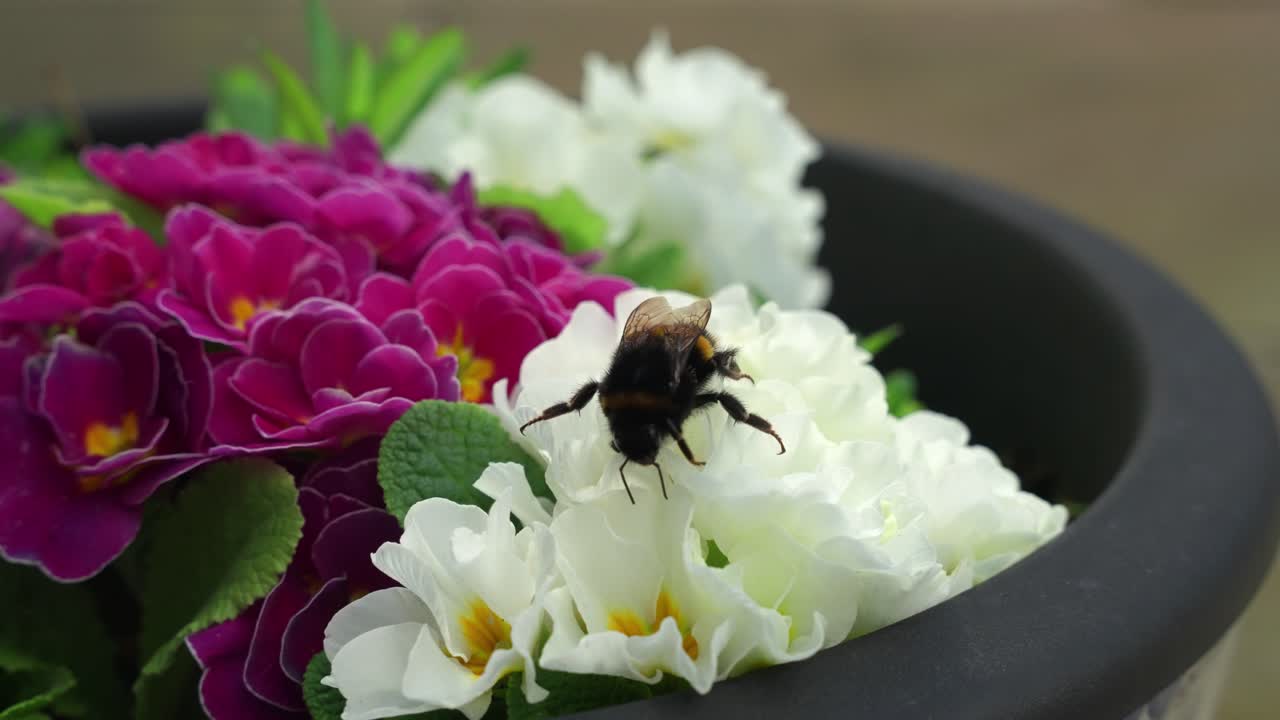 Close-up lebah bumblebee berekor kuning kecoklatan berjalan di atas bunga primrose putih dan merah muda dalam gerakan lambat