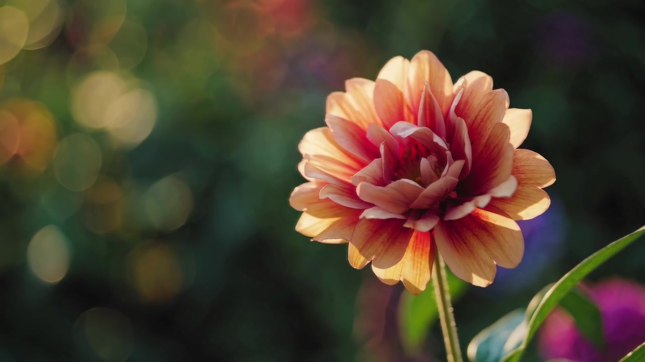 Primo piano di un vibrante fiore di dalia arancione in un giardino