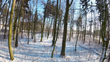 Dolly-forward-in-snowy-forest-during-sunny-day-in-wintertime