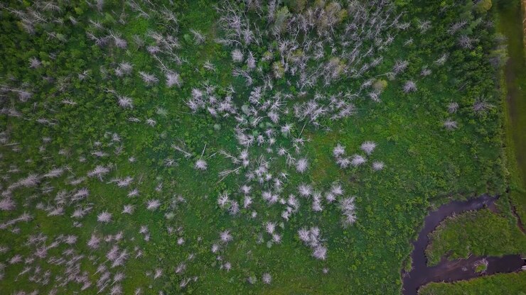 Filmato drone dall'alto mostra arbusti pallidi e invecchiati sparsi in una palude verde accanto a un ruscello scuro e tortuoso nel Michigan.