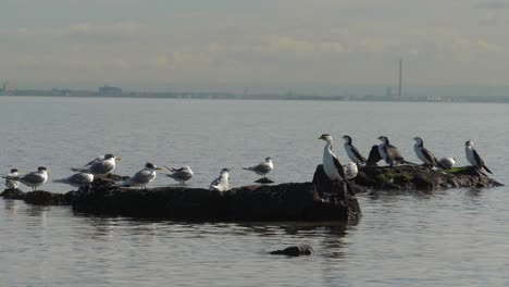pequeños cormoranes de varios colores sentados en la costa - océano un grupo de pequeños cormoranes de varios colores sentados en una roca