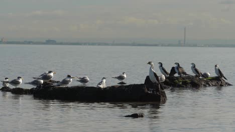 little pied cormorants sitting on coastline - ocean a group of little pied cormorant sitting on rock