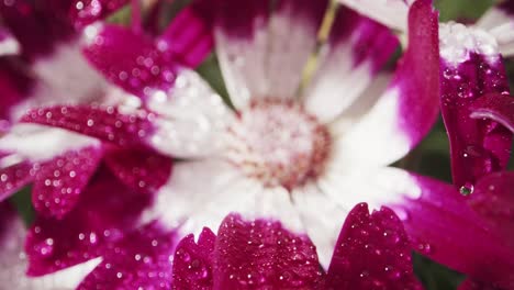 macro probe shot of purple and white daisy wet with dew