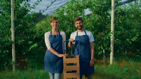 propietarios de agronegocios que muestran el cultivo de la caja de cerezas en una plantación de huertos soleados.