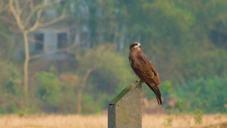 a large, brown bird of prey perched upon a slanted concrete post in front of a landscape of lush greenery and trees