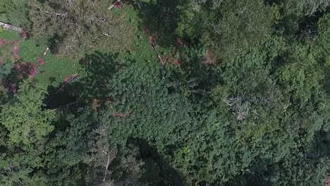 Drohnenaufnahmen-Von-Hoch-Oben,-Während-Sie-Langsam-über-Die-Bäume-Schwenken