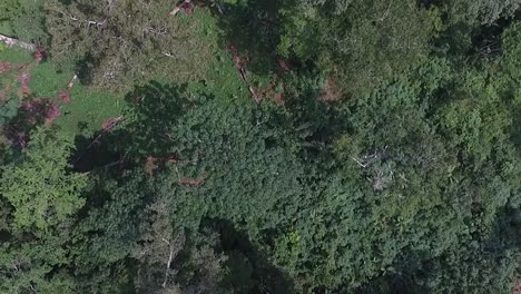 drone footage from high above as it slowly pans over the trees