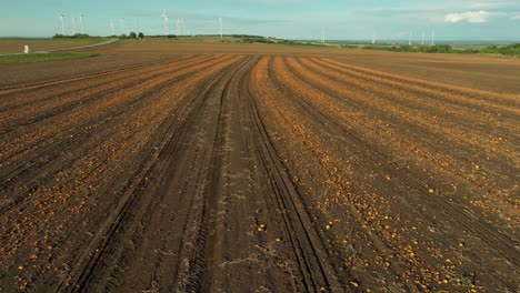 Ackerland-Mit-Kürbisplantage-Nach-Der-Erntesaison