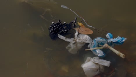 Fische-Schwimmen-Um-Schwimmenden-Müll-In-Verschmutztem-Fluss-Herum