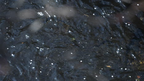 glistening stream water gently flowing with floating sakura petals