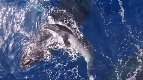 Hermosa-Vista-De-La-Vaca-Ballena-Jorobada-Juega-Con-Un-Ternero-Cerca-De-La-Superficie-Del-Agua