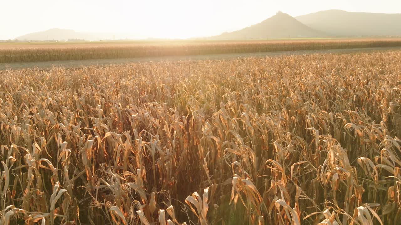 Stunning aerial view of a sunlit cornfield ready for harvest, with the rising sun illuminating the golden crops. The peaceful rural landscape and mountain in the distance complete the scene. (4K)