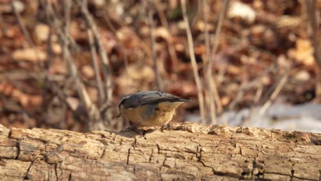 Slow-motion-video-of-a-hungry-red-breasted-nuthatch-finding-a-seed-on-a-decaying-log-before-flying-away