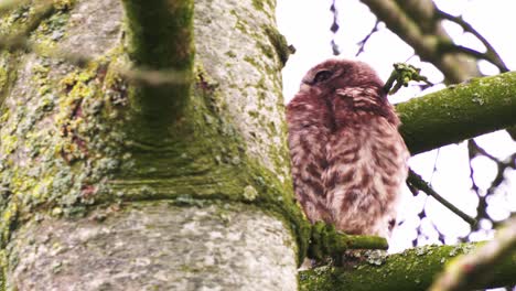 Un-Pequeño-Búho-Sentado-En-La-Rama-De-Un-árbol-Y-Acicalándose