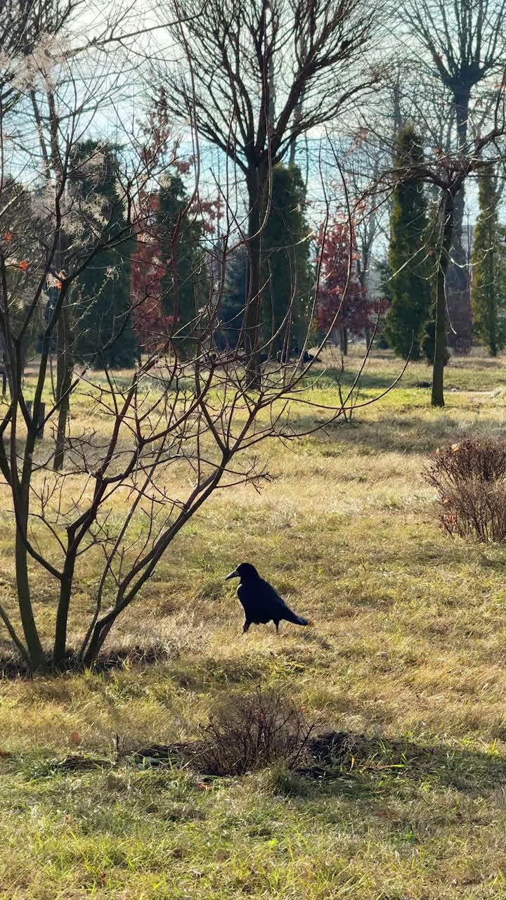 A crow walks by the grass in the park. Wild bird goes to meet another one at backdrop. Vertical video.
