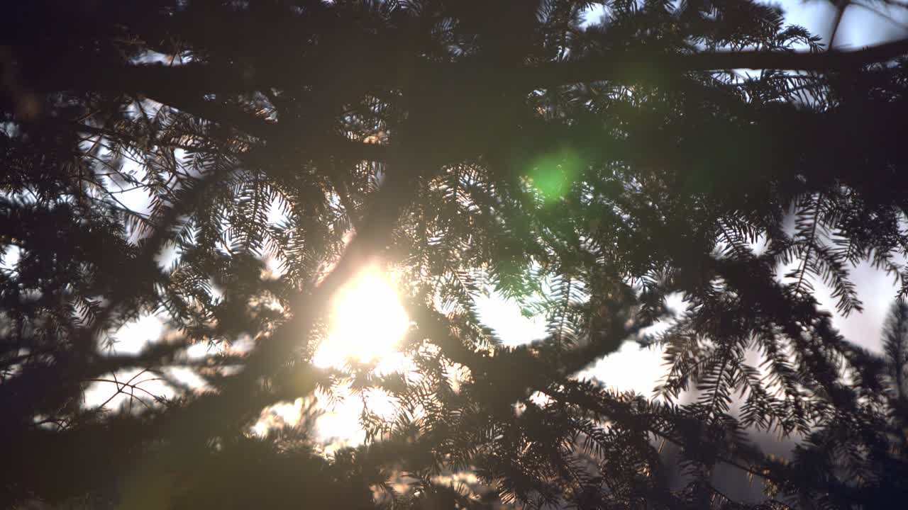 Shot of Sunrise through fir branches with Lens Flare - SLOMO