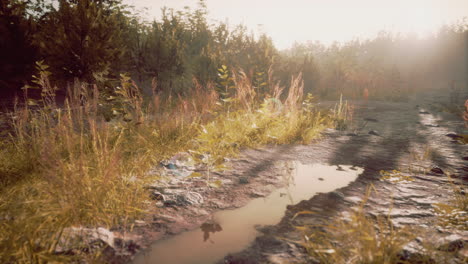 puddles and mud and green grass on a dirt road