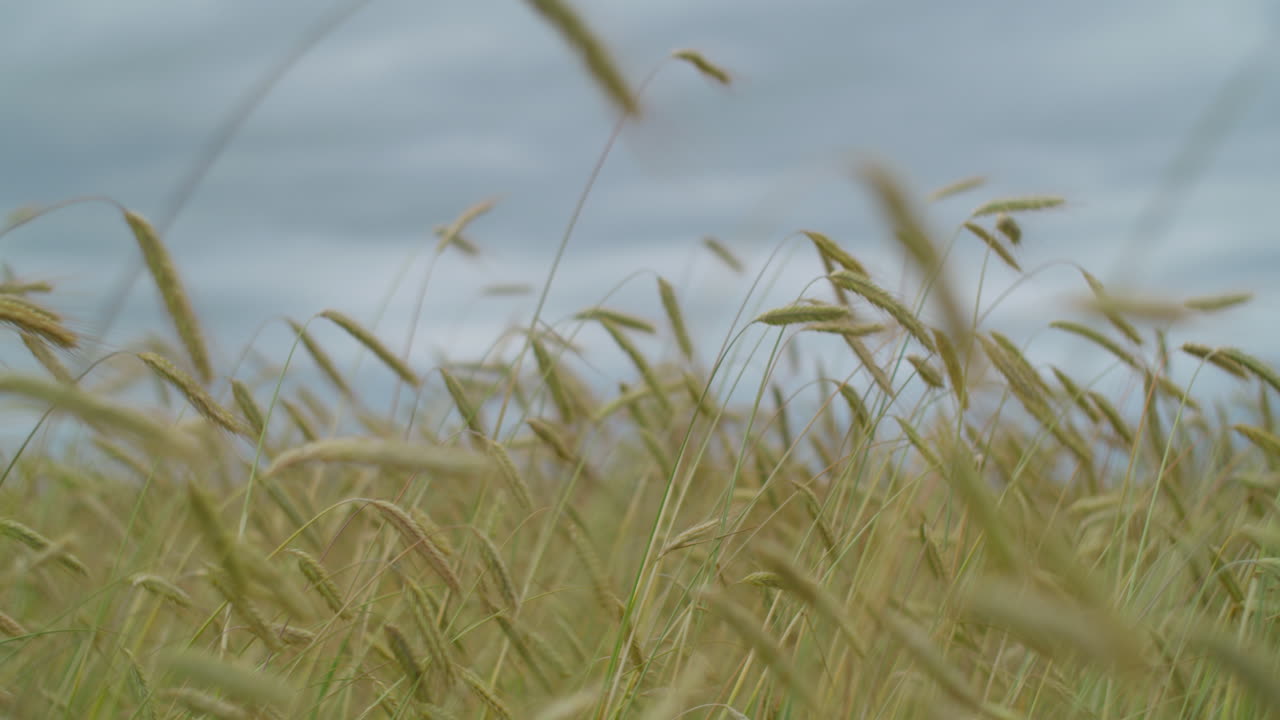 구름 에 있는 밀