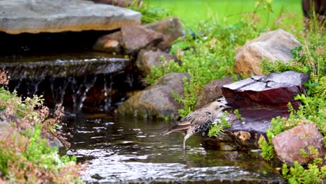 a juvenile european starling stands in the shallow water of a stream eating plants