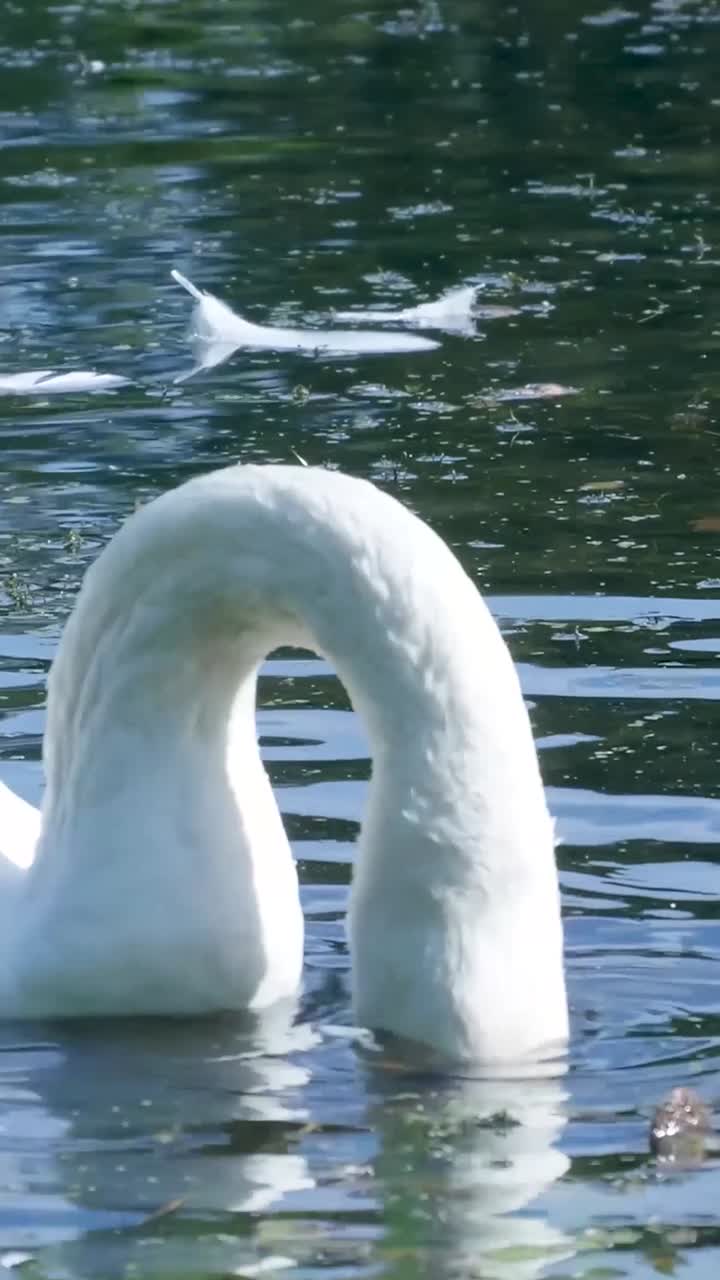 Swan Diving in Water