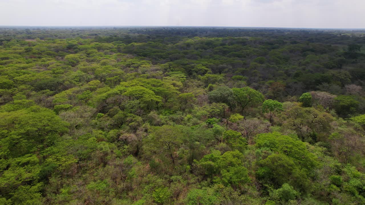 멋진 드론 샷으로 푸른 숲의 숨 막힐 듯한 광경을 담아내 야노스 생태계의 고요하고 외딴 아름다움을 보여줘요