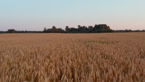 Aerial-shot,-flying-over-ripe-orange-wheat-field