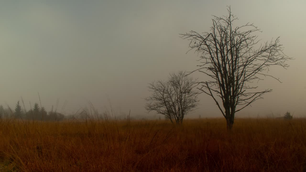 Mist flowing above plains with silhouette of trees, time lapse view
