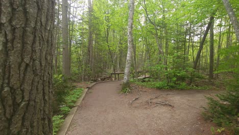 una passeggiata su un sentiero al wolf neck state park, nel maine che mostra una varietà di alberi come pino, quercia e pino