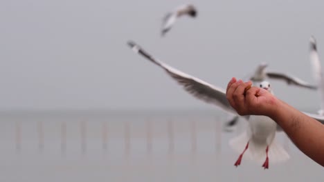 Möwe-Fliegt-Auf-Einen-Mann-Zu,-Der-Etwas-Zu-Essen-Im-Bang-Pu-Recreation-Center,-Samut-Prakan,-Thailand,-Schnappt