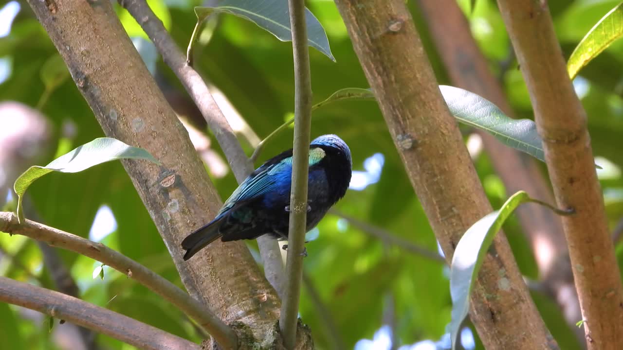 Blue-necked tanager perched on a branch, showcasing its striking blue head and alert gaze.