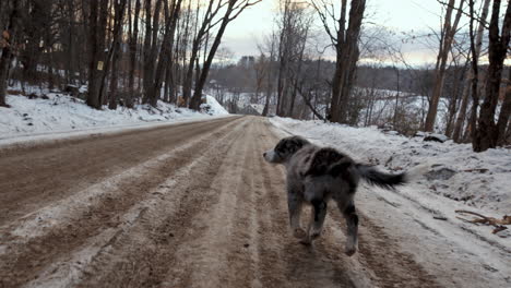 a 12-week-old border collie puppy chases the camera up a snowy dirt road in vermont