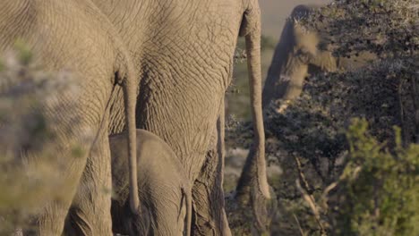 cola de elefante balanceándose