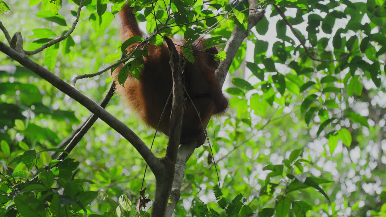 L'orangotan nella foresta pluviale