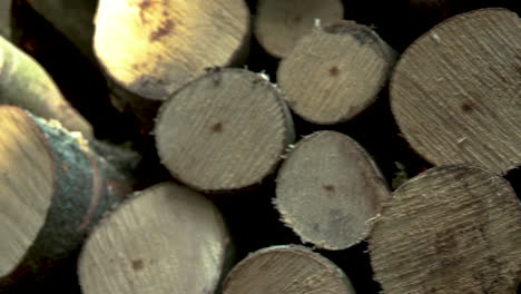 primer plano de tocones de árboles que han sido cortados y puestos en un pastel, desplazar hacia la derecha