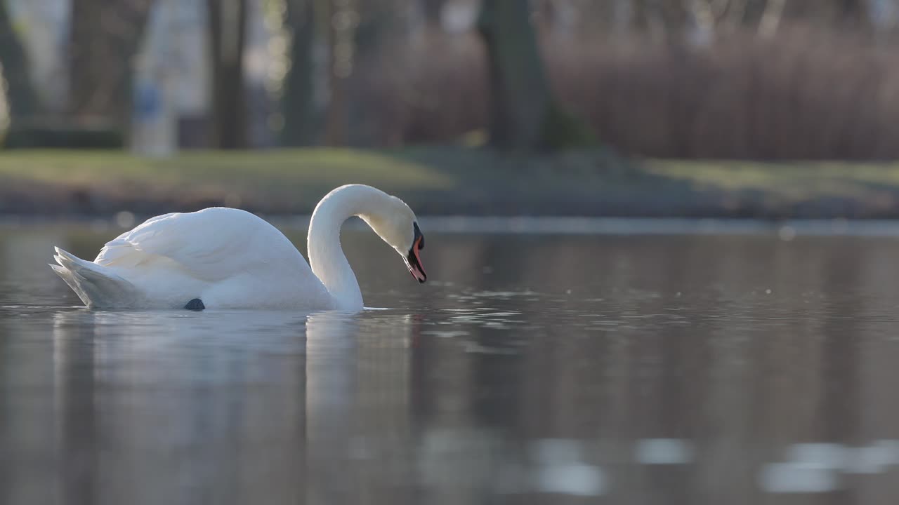 en el río, el hermoso cisne llama la atención con su elegante presencia.