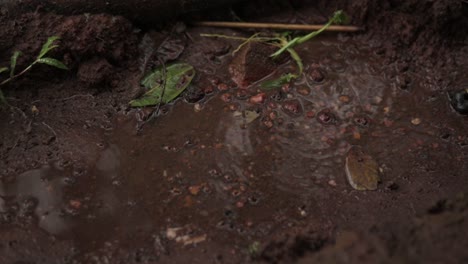 Handgehaltene-Hochwinkelaufnahme-Von-Regentropfen,-Die-In-Wilder-Pfütze-Fallen