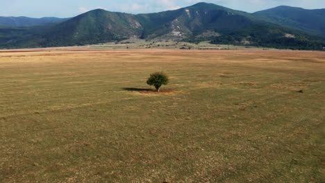 Vuelo-Lento-Hacia-Un-Solo-árbol-En-Un-Amplio-Campo-Con-Una-Hermosa-Vista-A-La-Montaña,-Efecto-Vértigo