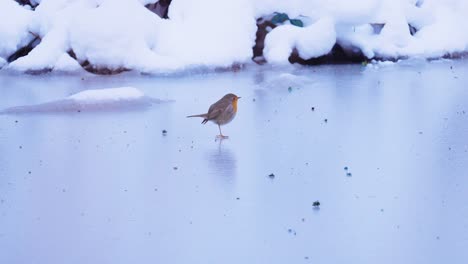 lovely robin bird hopping over frozen pond, slow motion