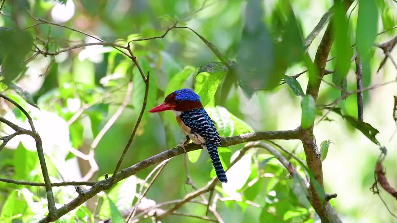 나무 물총새와 열대 우림 내 태국에서 발견되는 가장 아름다운 새 중 하나