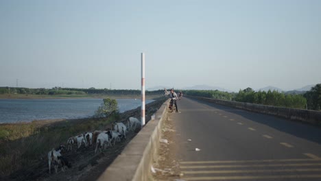 country road by the lake with goats and people
